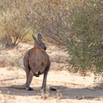 Common Wallaroo (image by Mike Watson)