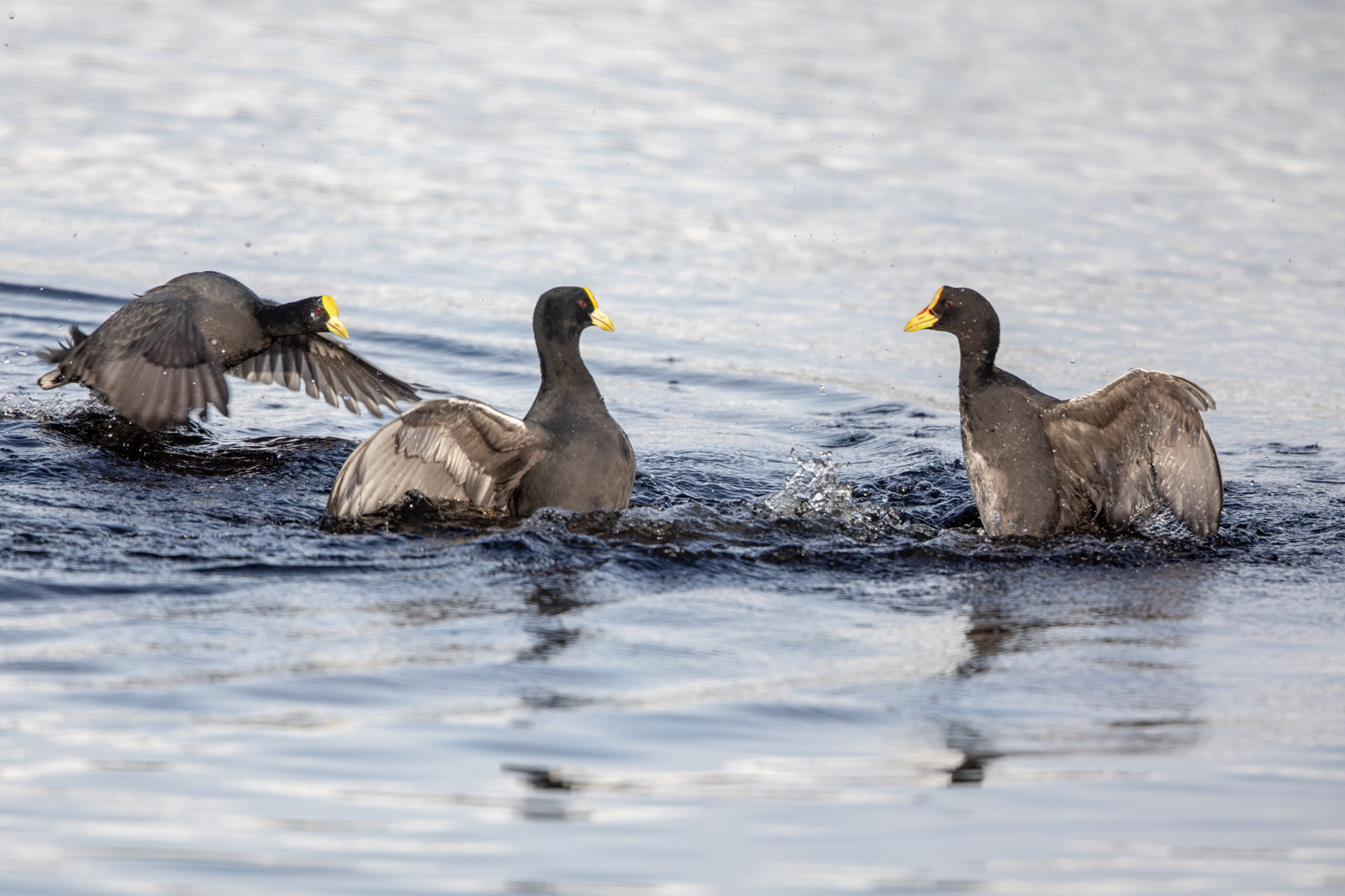 White-winged and Red-gartered Coots fighting (image by Mark Beaman)