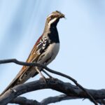 Copperback Quail-thrush (image by Simon Colenutt)