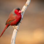 Crimson Finch (image by Paul McLelland)