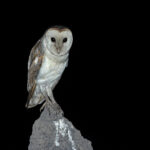 Eastern Barn Owl (image by Mike Watson)