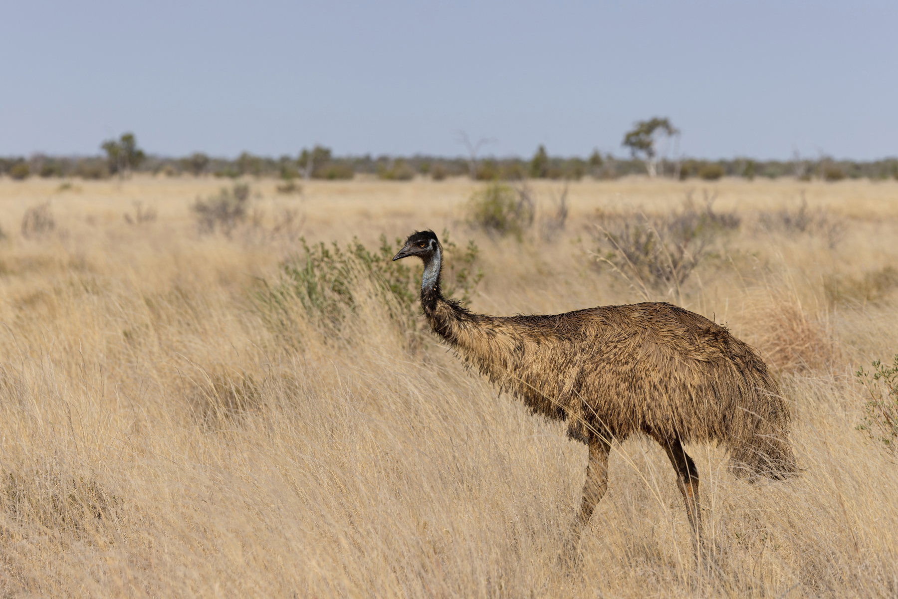 Emu (image by Mike Watson)