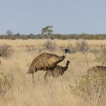 Emu family (image by Mike Watson)
