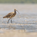 Far Eastern Curlew (image by Mike Watson)