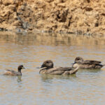 Freckled Duck (image by Mike Watson)