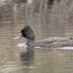Freckled Duck (image by Simon Colenutt)