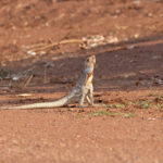 Frill-necked Lizard (image by Mike Watson)
