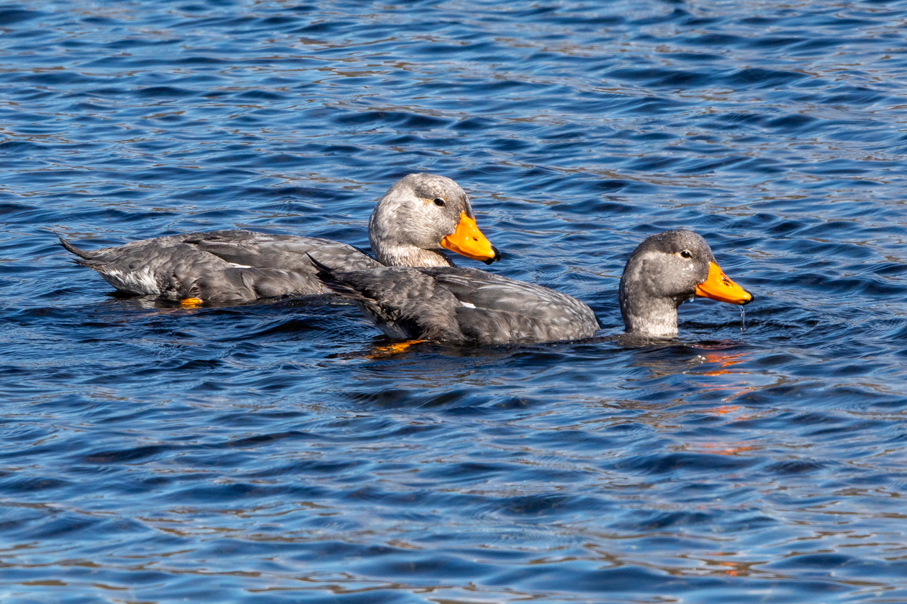 Fuegian Steamer Ducks (image by Mark Beaman)