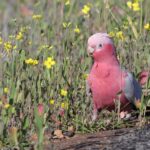 Galah (image by Hannu Jännes)