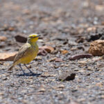 Gibberbird (image by Mike Watson)