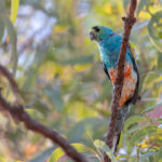 Golden-shouldered Parrot (image by Mike Watson)