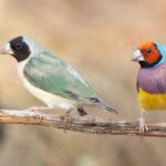 Gouldian Finch (image by Simon Colenutt)