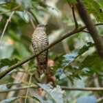 Gould's Little Bronze Cuckoo (image by Mike Watson)