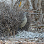 Great Bowerbird (image by Mike Watson)