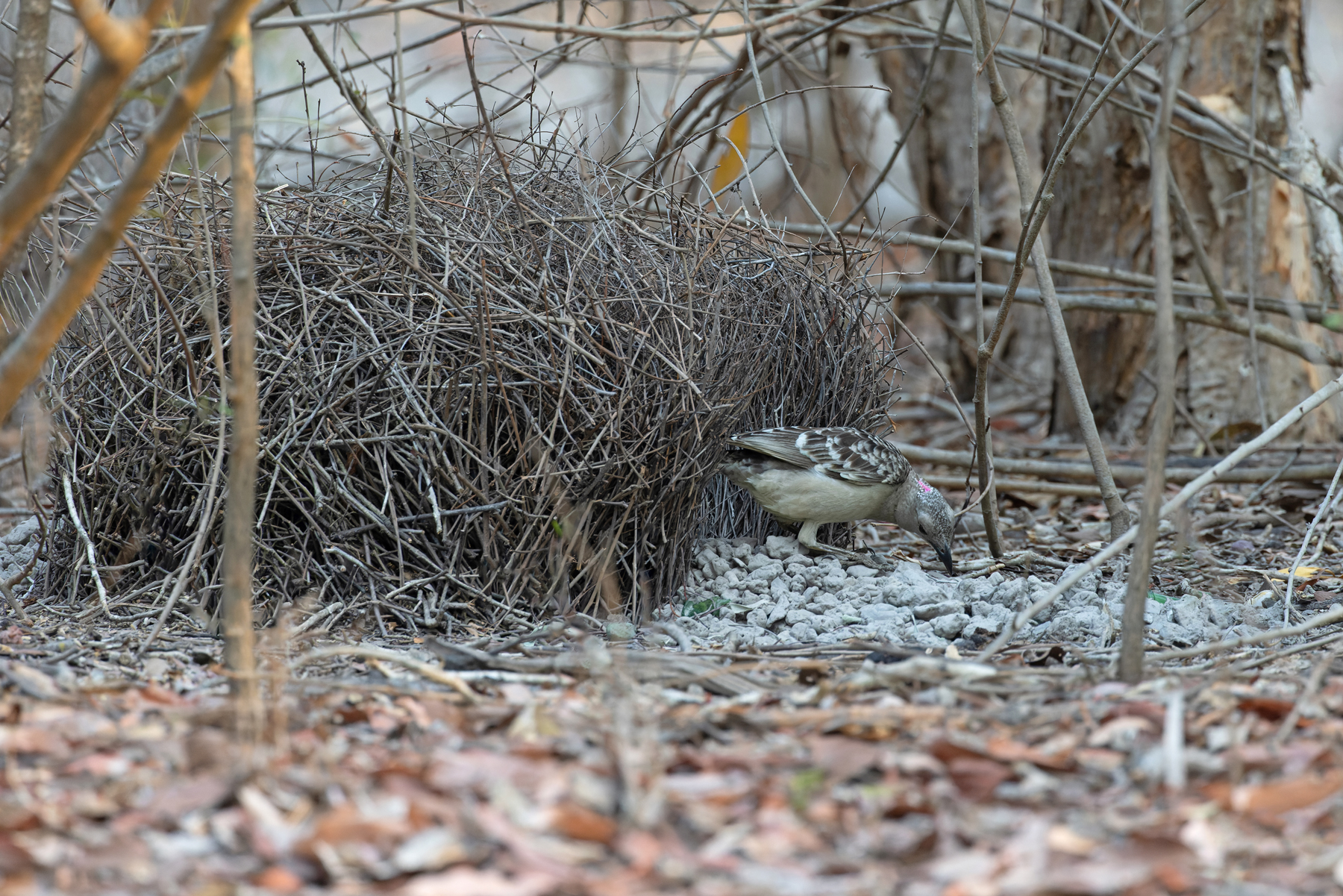 Great Bowerbird (image by Mike Watson)