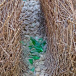 bower Great Bowerbird (image by Mike Watson)