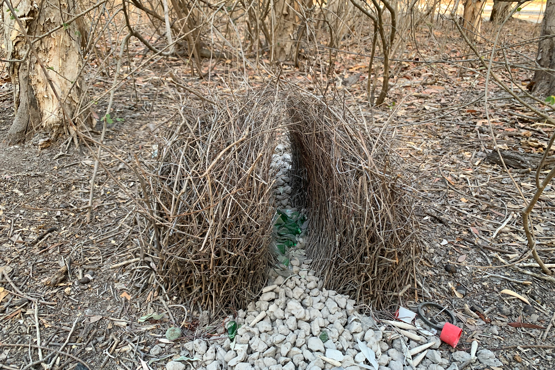 bower of Great Bowerbird (image by Mike Watson)
