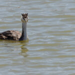 Great Crested Grebe (image by Mike Watson)