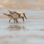 Great Knot (image by Mike Watson)