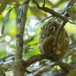 Green Ringtail Possum (image by Mike Watson)