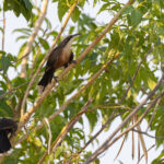 Grey-crowned Babbler (image by Mike Watson)