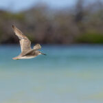 Grey-tailed Tattler (image by Mike Watson)