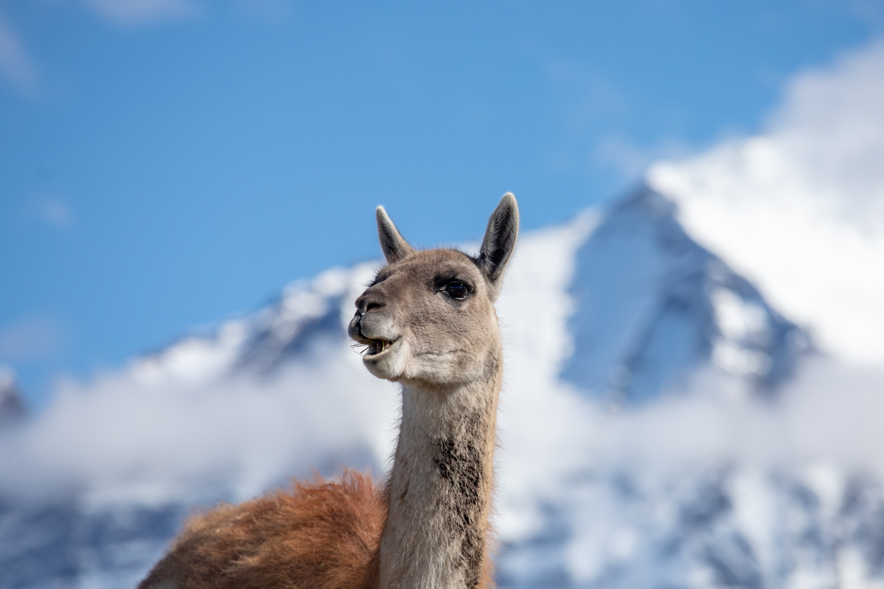 Guanaco (image by Mark Beaman)