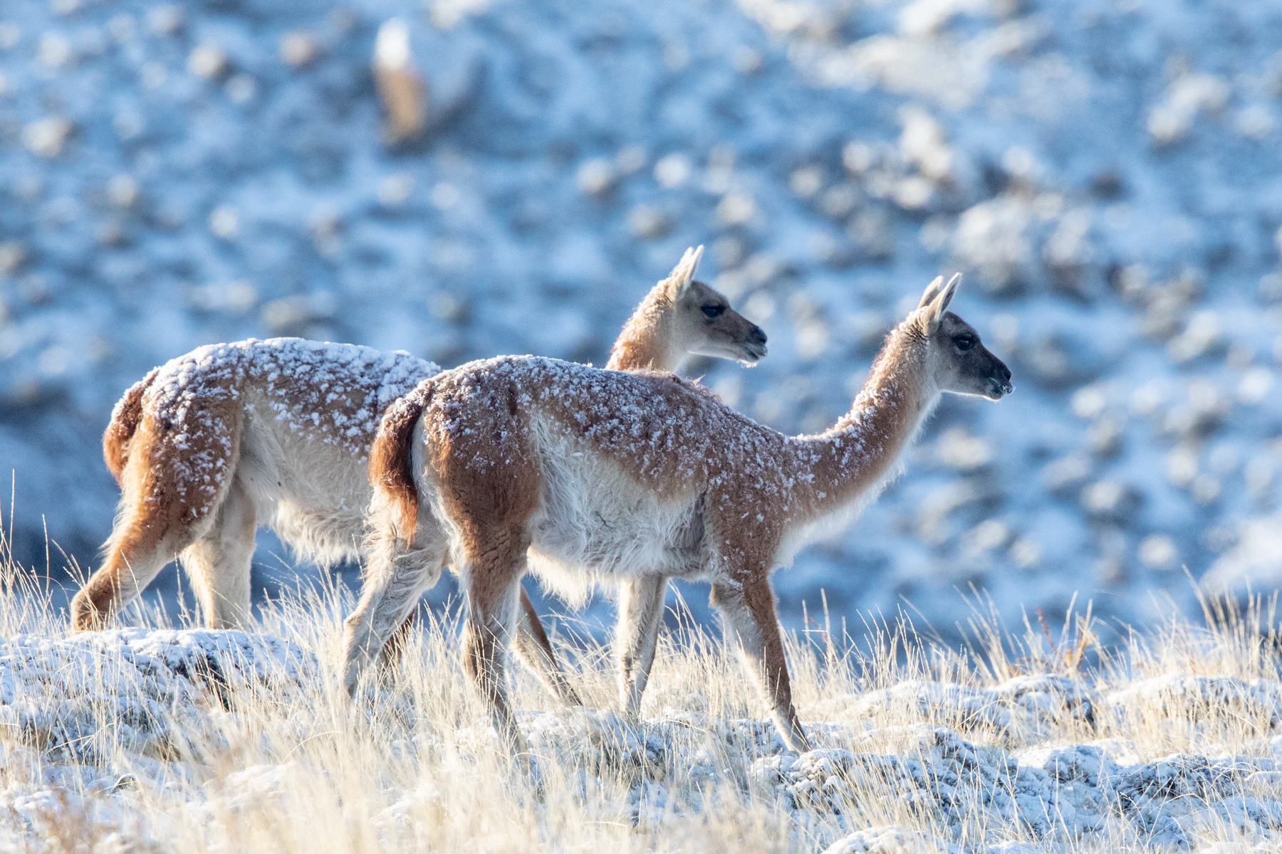 Guanacos (image by Mark Beaman)
