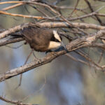 Hall's Babbler (image by Mike Watson)