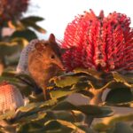 Honey Possum (image by Hannu Jännes)