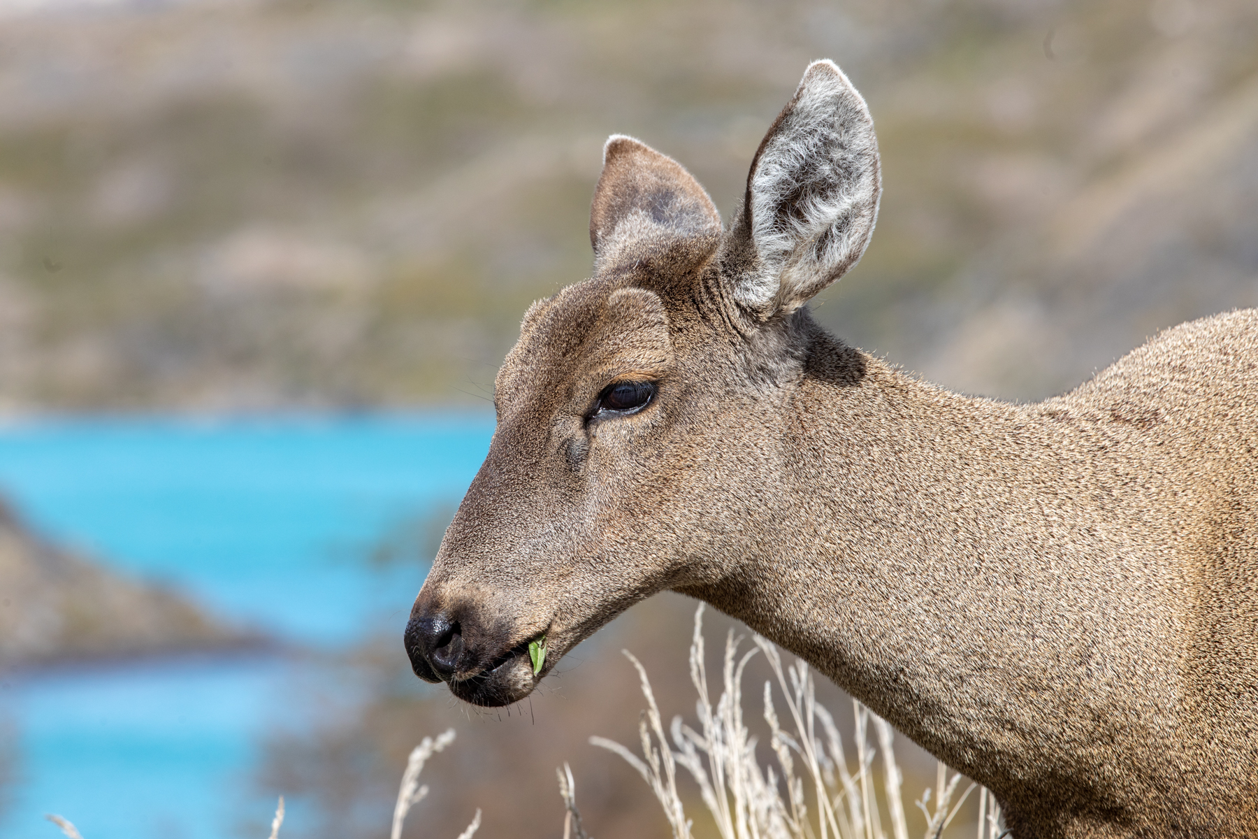 Huemul deer (image by Mark Beaman)