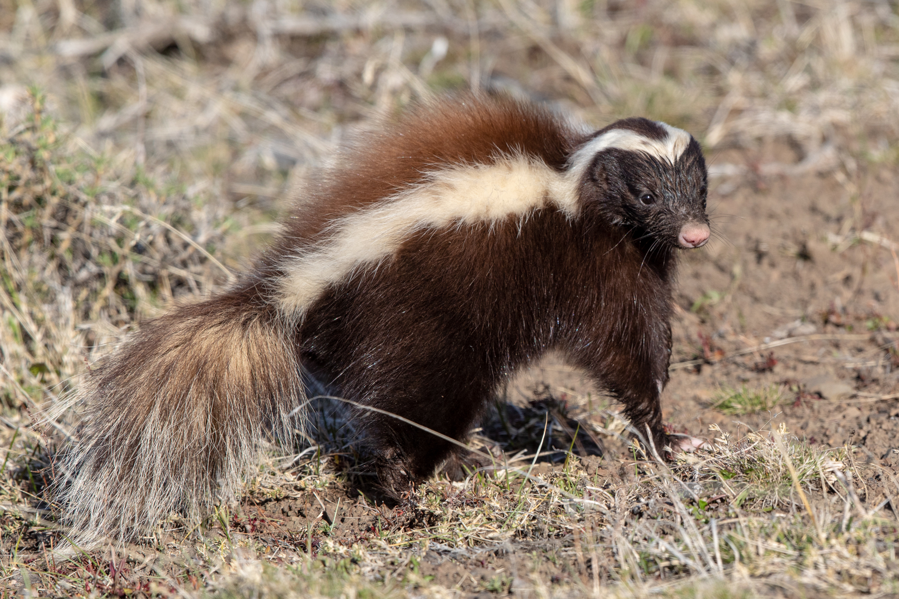 Humboldt's or Patagonian Hog-nosed Skunk (image by Mark Beaman)