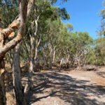 Lakefield NP (image by Mike Watson)
