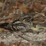 Large-tailed Nightjar (image by Mike Watson)