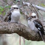 Laughing Kookaburra (image by Hannu Jännes)