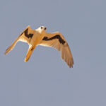 Letter-winged Kite (image by Mike Watson)