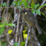 Lewin's Honeyeater (image by Mike Watson)