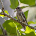 Little Bronze Cuckoo (image by Mike Watson)