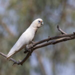 Little Corella (image by Mike Watson)