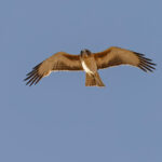 Little Eagle (image by Mike Watson)