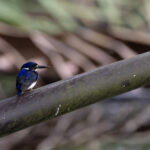 Little Kingfisher (image by Mike Watson)