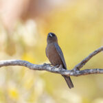 Little Woodswallow (image by Mike Watson)