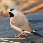 Long-tailed Finch (image by Simon Colenutt)