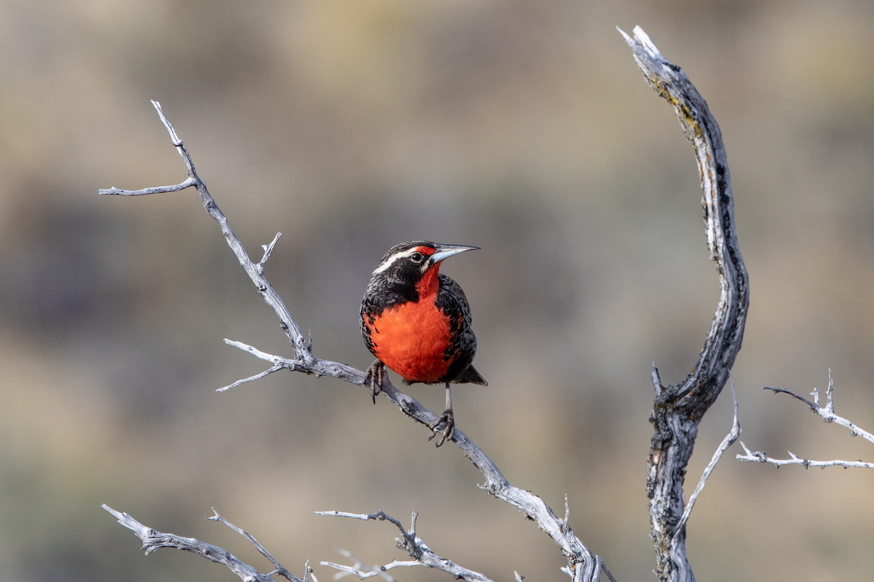 Long-tailed Meadowlark (image by Mark Beaman)