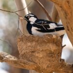 Magpie-lark (image by Simon Colenutt)