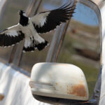 Magpie-lark (image by Mike Watson)