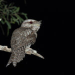 Marbled Frogmouth (image by Mike Watson)