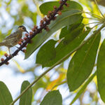 Macleay's Honeyeater (image by Mike Watson)