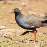 Native Bushhen (image by Simon Colenutt)