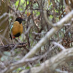 Noisy Pitta (image by Mike Watson)